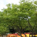 맑은물소리캠핑장 이미지