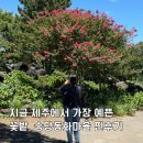새마을공원길R | 7월 제주 가볼만한곳, 송당동화마을 여름 꽃구경 찐후기