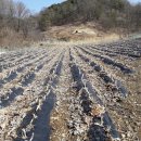 덕산면043 Daum카페