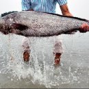 민어사랑 이미지