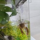 사과나무 동물병원 | 인천 드워프 햄스터 분양 받기! 초딩 인생 첫 반려동물을 키우다. (햄스터가격, 용품 공유)