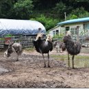 삼봉농장 이미지