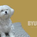 별이 이미지