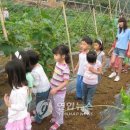 용인호박등불마을 이미지