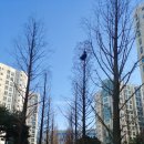 마곡나루역 연결녹지 가림막 철거 이미지