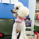 클라라 애견 이미지