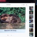 2 Busy Beavers 이미지