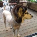 강아지삼촌 이미지