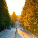 기지시 메타세콰이아 이미지