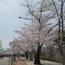 정인빌딩 | 여의도 정인면옥 &amp; 2026 벚꽃 축제 후기