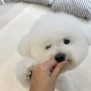 단풍이네 그루밍샵 이미지