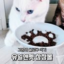 유일앤펫