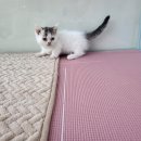 LOVING PET 이미지