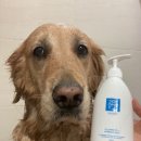 순한고양이 | 순한 펫샴푸 추천 코코몰리 판테놀 강아지 고양이 샴푸 사용 후기