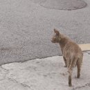 펫페이지 이미지