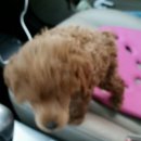 독스앤휴먼 이미지