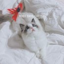 로지데이즈(ROSY DAYS) | 안녕하세요 로지데이즈입니다.