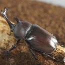 장승포초등학교 병설유치원 이미지