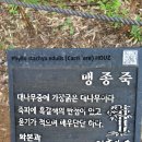 2023. 8.25 댓닢을 스치는 바람, 철마 아홉산 숲 이미지