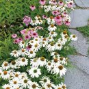 허브 식물과 향기의 이용 이미지