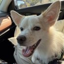 봉순이네 펫살롱 이미지