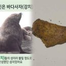 강치