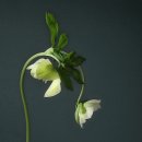 헬레보루스(Helleborus) 이미지