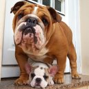 베스트 애견 이미지