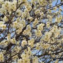 행정사사무소임광 이미지