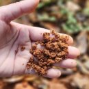 계족산산골보리밥 이미지