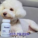 (주)옵티아이 | 뉴말 옵티엠에스엠 강아지관절영양제 강아지 MSM 급여 후기