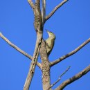 딱따구리 이미지