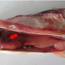 베트남메기(Pangasius bocourti)의 Aeromonas hydrophila 이미지