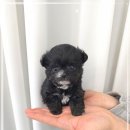 꽃강아지 이미지