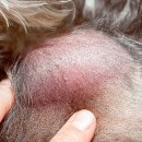 서초동물병원 이미지