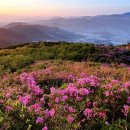 철쭉민박 이미지