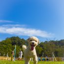 바른피드 | 2025토요타바른DOG페스티벌(9/27~28) 후기