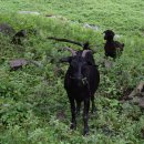 하늘마루염소목장 이미지