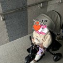 누비하우스2 | 청라베이비하우스 내돈내산 누비앤타보 자전거 구매 후기