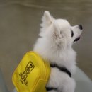 펫브릿지 김해점 이미지