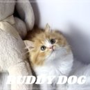 버디독 고양이분양 강아지분양 안심분양센터 인천점 이미지