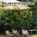 코코애월 | 제주 애월 당일치기 코스 소품샵 관광지 맛집까지 다 되는 제주 서쪽 반려견 코스