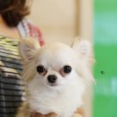 윈터펠 치와와 이미지