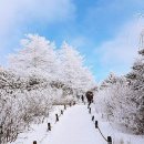 눈꽃 Daum카페