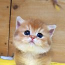 강남 고양이 분양 캣프렌즈 이미지