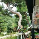 숲속에 우산정원 이미지