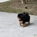 프리미엄캔넬 이미지