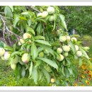 부영농원 이미지