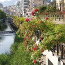 [하루만보]양꼬치 먹고 도림천·보라매공원 걸으며 벚꽃 구경 이미지