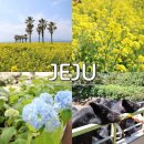 [오전N] 봄 오카리나로 즐겨봄 | 제주 휴애리 유채꽃 축제 가족여행 가볼만한곳 코스 반려견 ok 실시간 개화 상태 후기